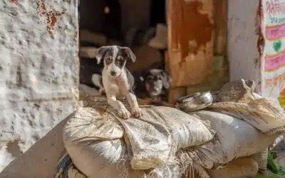Hond zoekt mens